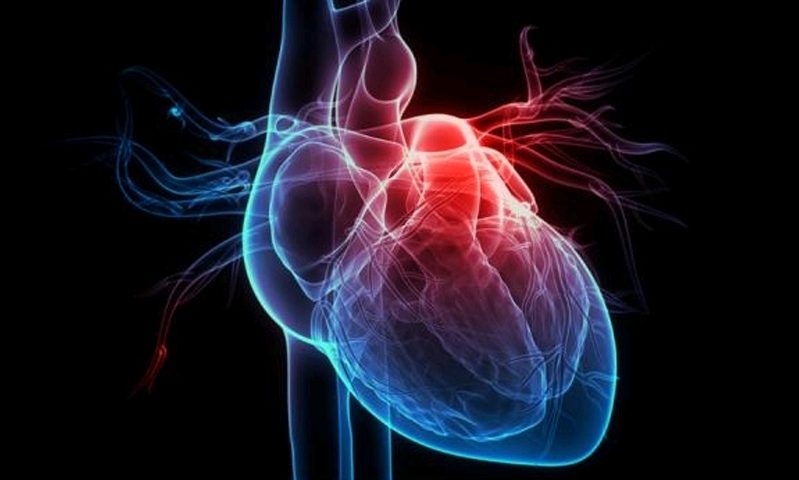 Imagen cardíaca del corazón humano